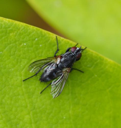 Stevenia sp.